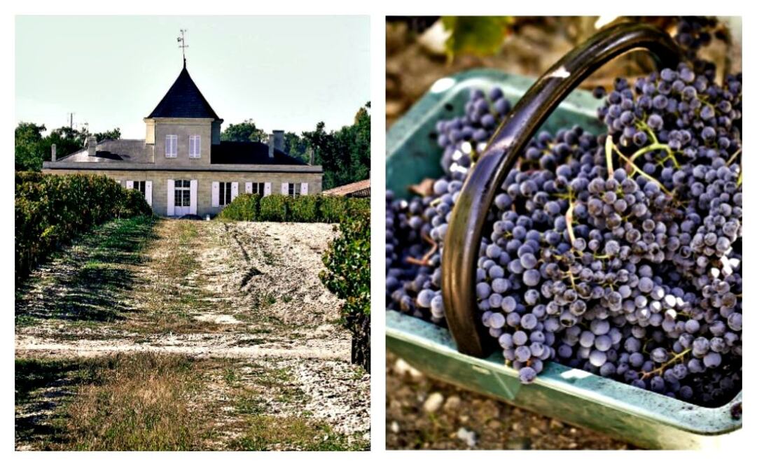 Merlot y Cabernet Sauvignon son las variedades de mayor cultivo en los châteaux.