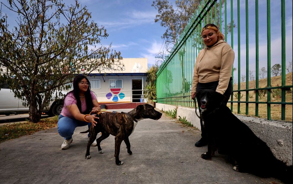 El Hospital Veterinario de la CDMX ha dado 55 mil 618 servicios a perros y gatos. Foto: Diego Simón Sánchez/EL UNIVERSAL
