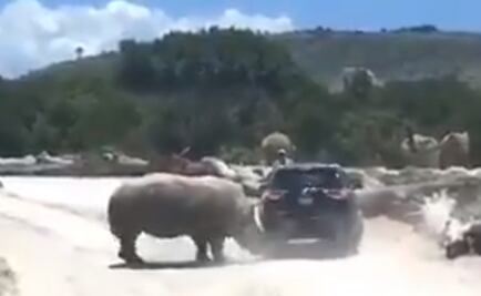 Rinoceronte embiste camioneta en Africam Safari; captan video