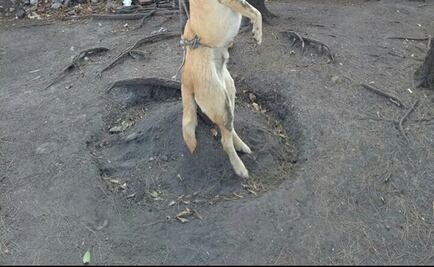 Perro atado a árbol en Churubusco murió por fracturas: PGJ