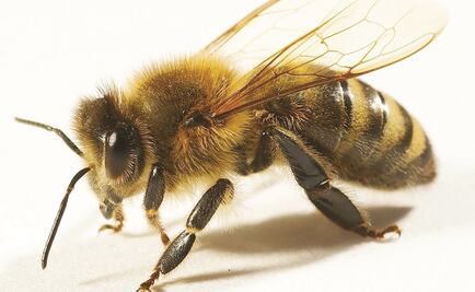 Ataque de abejas deja un muerto y 6 lesionados en Nuevo León 