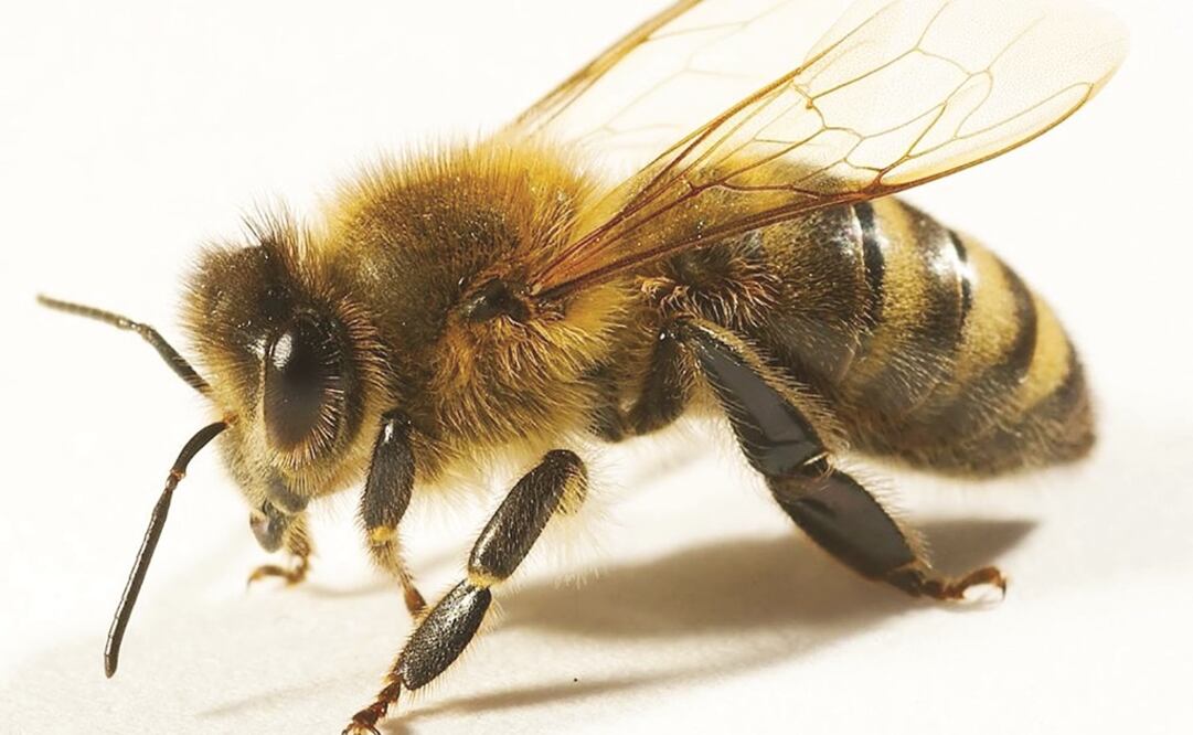 Foto: Archivo / EL UNIVERSAL