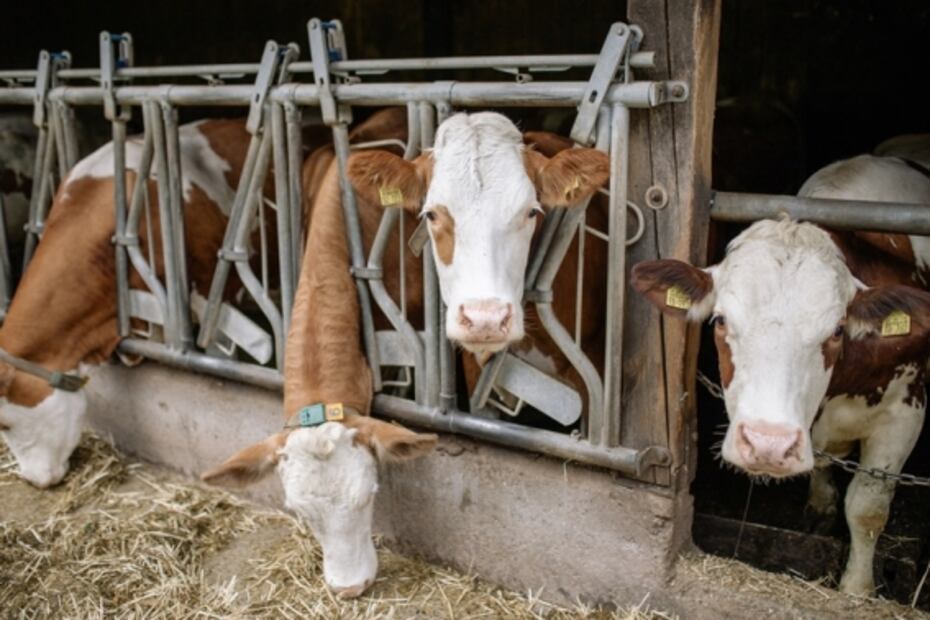 Diferencias entre carne animal vs. "carne" vegetal