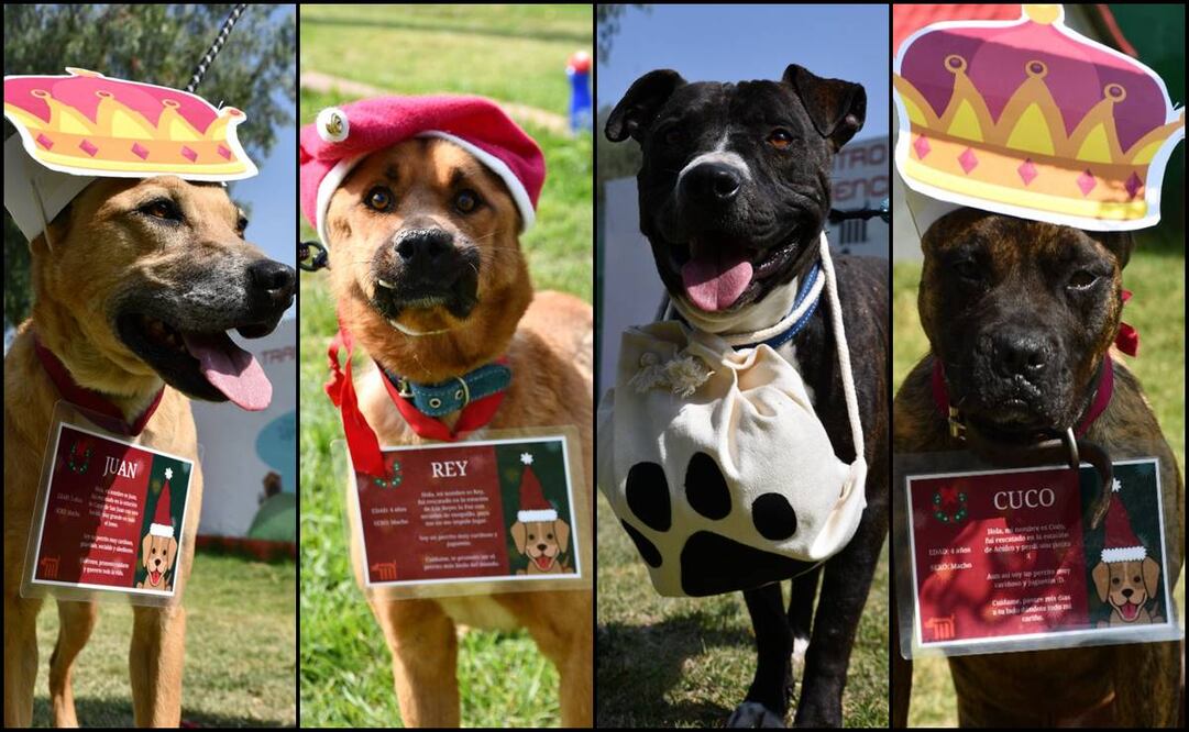 Ven y adopta a un lomito al Metro. Fotos: Especiales