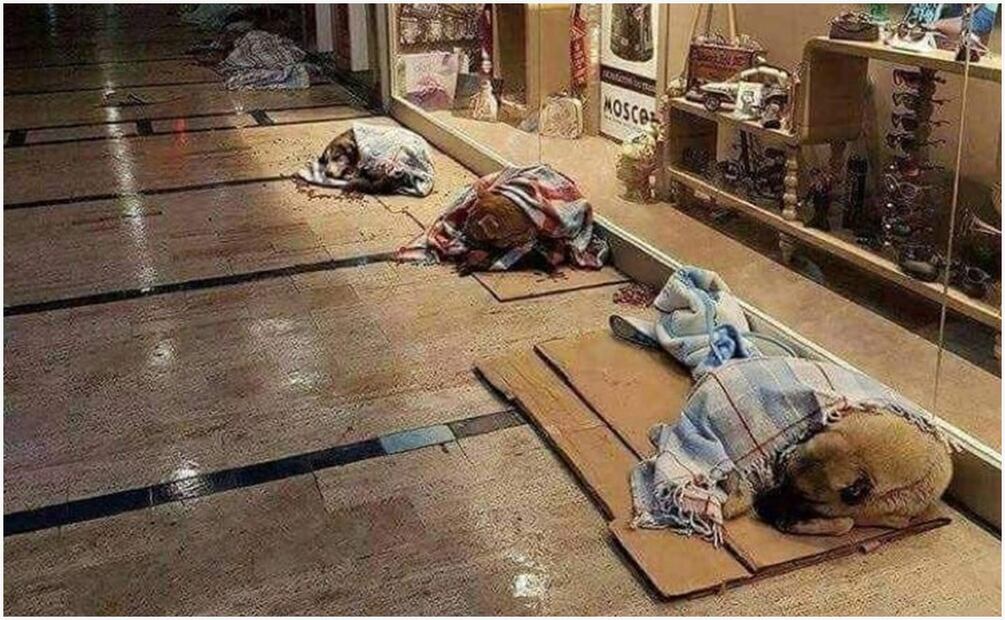 Turquía adopta una polémica ley para poner fin a las manadas de perros callejeros. Foto: X (@iRazasdePerros)