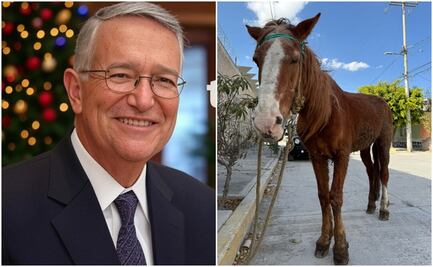 Salinas Pliego confirma ayuda para jubilar a "Pancho", caballo carretonero; "yo pongo el doble de lo recaudado"