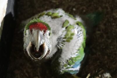 Logran primer nacimiento de guacamaya verde en cautiverio