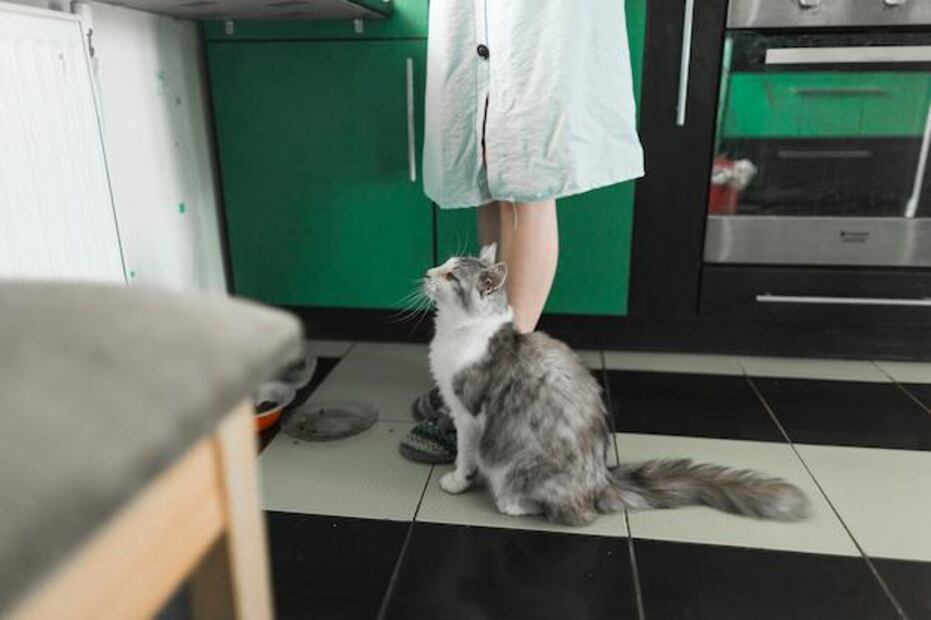 El marcaje con orina es una conducta que los gatos utilizan para comunicarse con otros gatos. Fuente: Freepik.