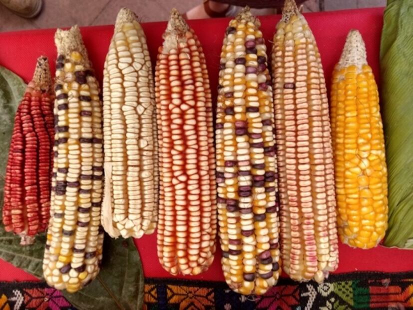 Con este museo del maíz aprenderás todo sobre la milpa
