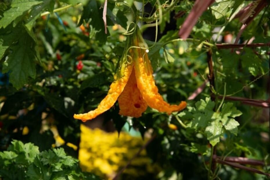 Conoce el melón que reduce los niveles de azúcar en sangre