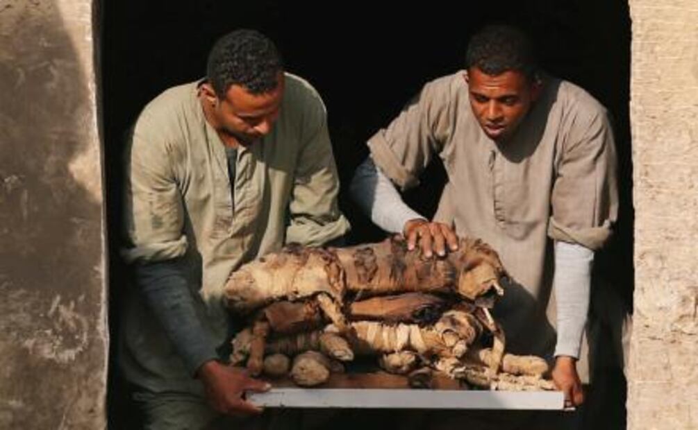 Hallan decenas de momias de gatos en El Cairo 
