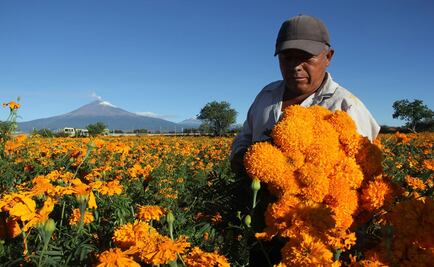 Abasto de flores para este Día de Muertos está garantizado: Secretaría de Agricultura