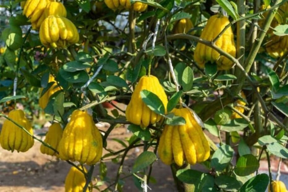 La mano de buda, un cítrico aromático y rico en vitamina C