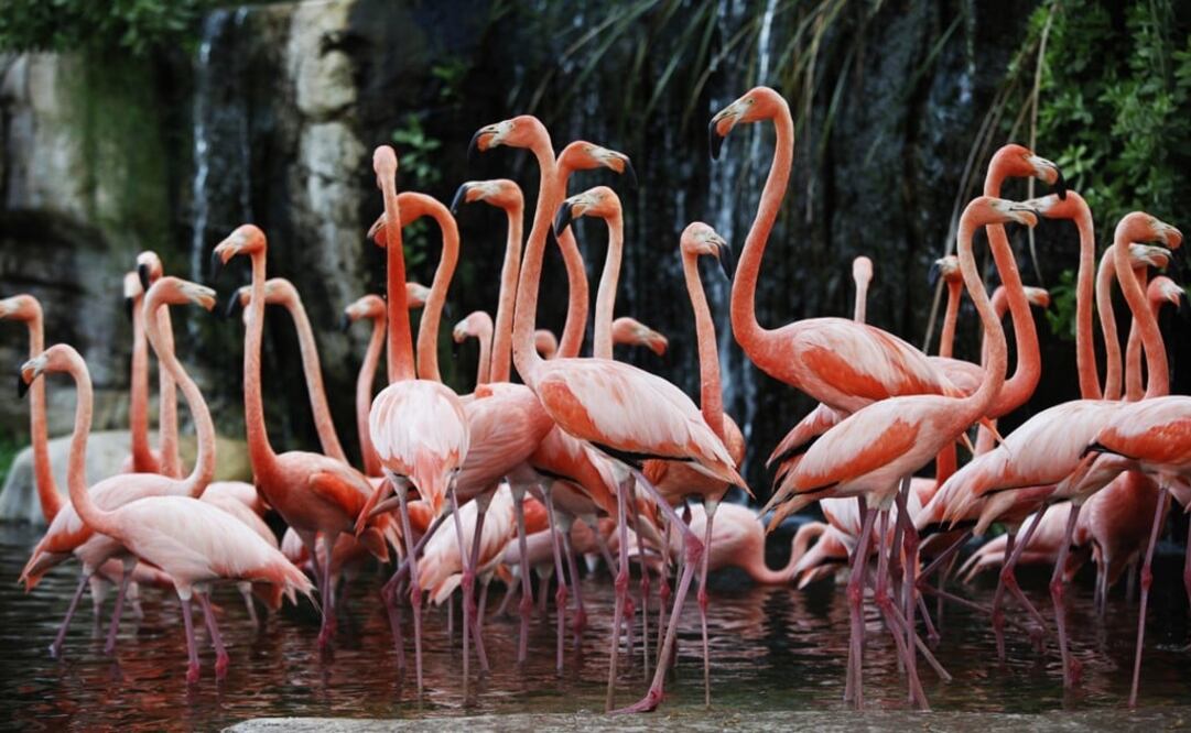 The biologist developed a system to protect flamingos - Photo: Ahmed Jadallah/REUTERS