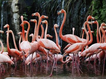 Mexican scientist uses drones to protect flamingos