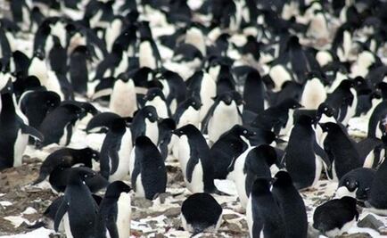 Descubren millón y medio de pingüinos en la Antártida