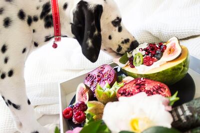 ¿Cuáles son las frutas que pueden comer los perros para complementar su alimentación?; según experto en nutrición animal