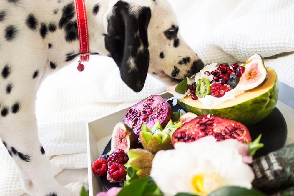 Es necesario saber que los perros no pueden comer de todas las frutas, ya que algunas contienen sustancias que resultan tóxicas. Foto: Pexels