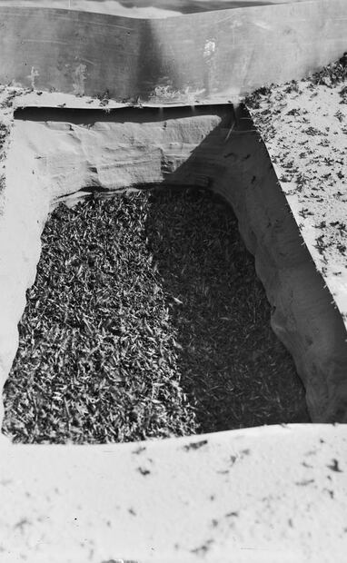 Zanjas contra “saltones”. El secretario de Agricultura aseguró que se harían “pequeños sacrificios para liberar a México de esa plaga [de langostas]”, gracias a su “sensibilidad y conciencia de su responsabilidad ante males nacionales”. Foto: Wikimedia Commons.