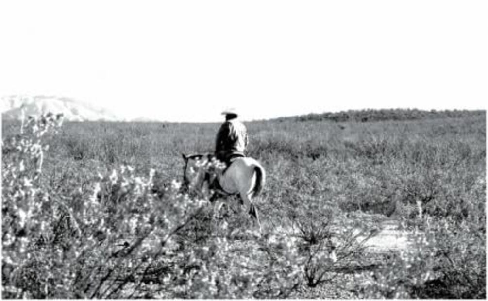 Descubre el sotol, una bebida "desértica"