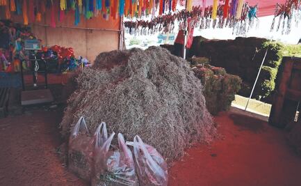 Extracción desmedida de heno y musgo provocan su desaparición en Edomex