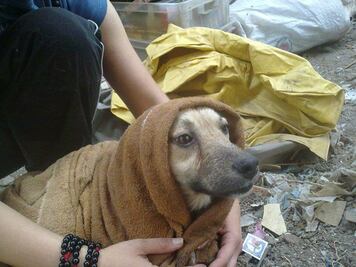 Refugio invita a colecta de alimentos para animales rescatados