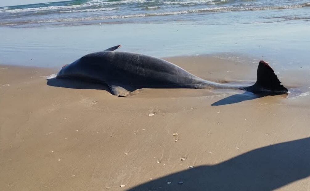 Al ejemplar, se le practicarán estudios histopatológicos y neurológicos.
Foto: Especial.