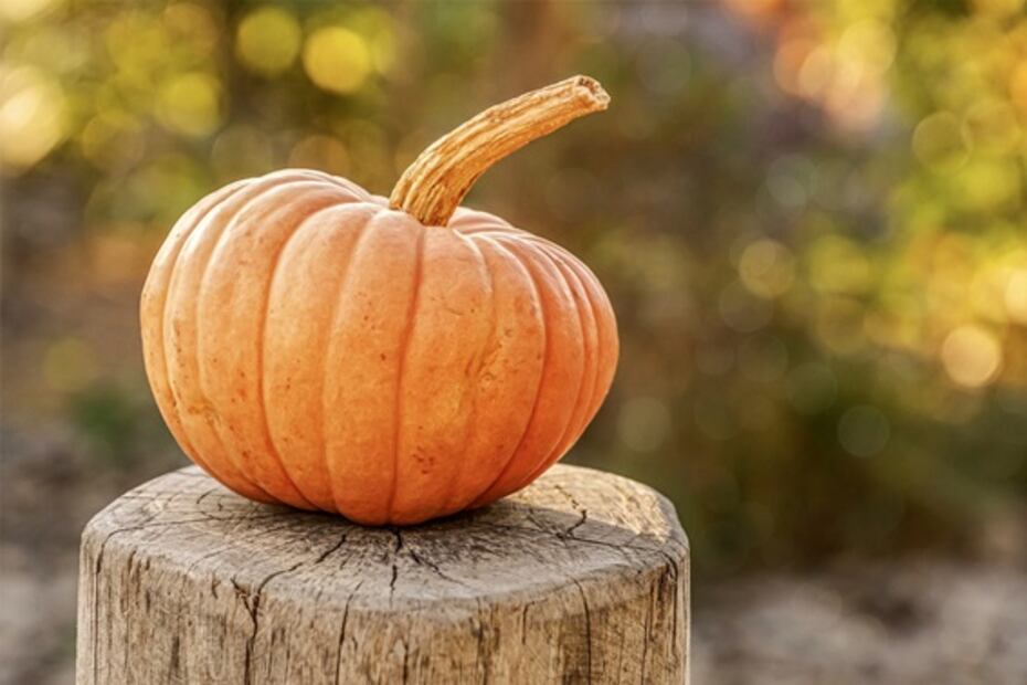 Come calabaza y pierde peso en esta temporada