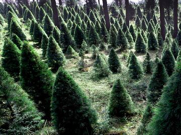 Pick your own Christmas tree in Mexico City