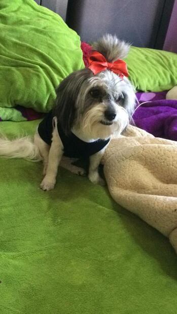 "Quiero 3 mil pesos por dejar libre a tu perrita"