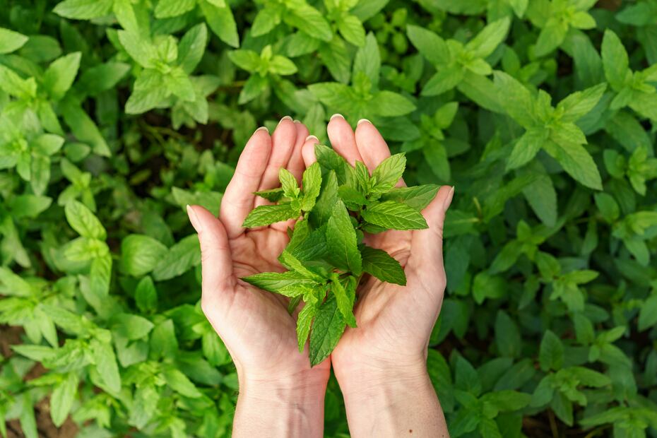 La stevia, un endulzante sin calorías, se extrae de las hojas de una planta originaria de Sudamérica. Foto: Freepik