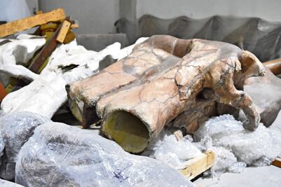 Mamuts de Tultepec vuelven a la vida: el trabajo minucioso para recrearlos 