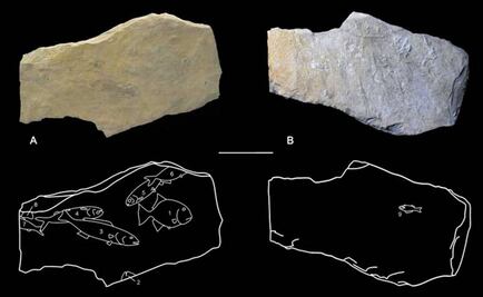Mayas realizaban algunas prácticas paleontológicas