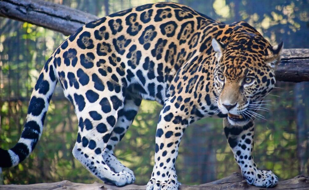 Zoológico de Chapultepec. Foto: Luis Camacho / EL UNIVERSAL