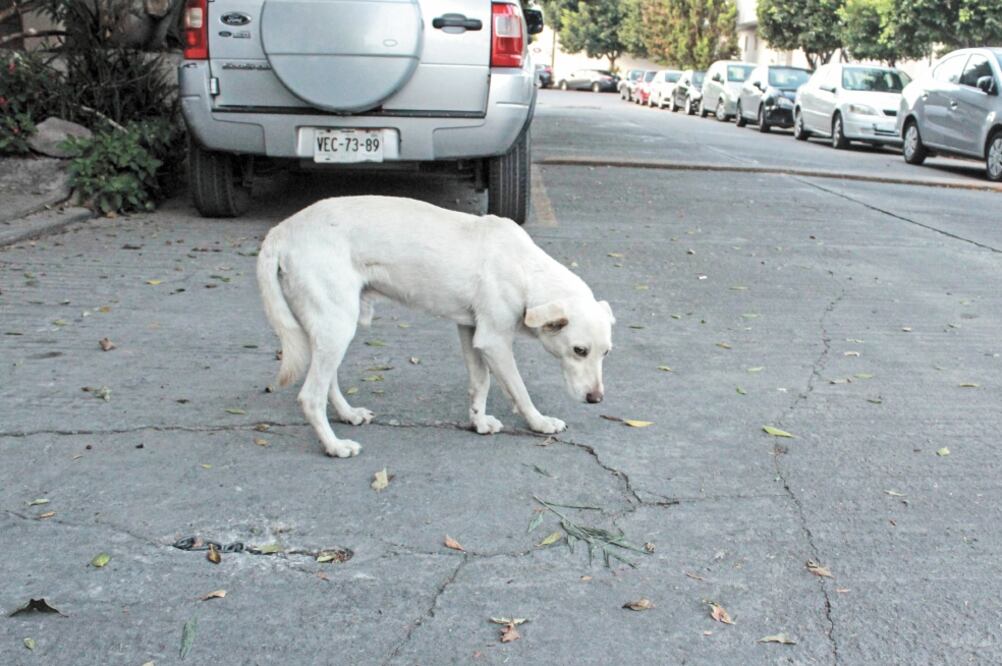 Abandono. De acuerdo con datos del Inegi, en México existen 18 millones de perros, de los cuales sólo 30% tiene dueño y 70% vive en las calles. Foto: EL UNIVERSAL SAN LUIS POTOSÍ