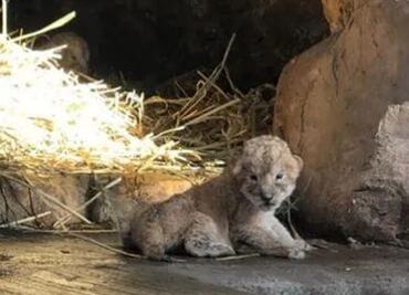 Nacen dos crías de león en Orizaba, Veracruz