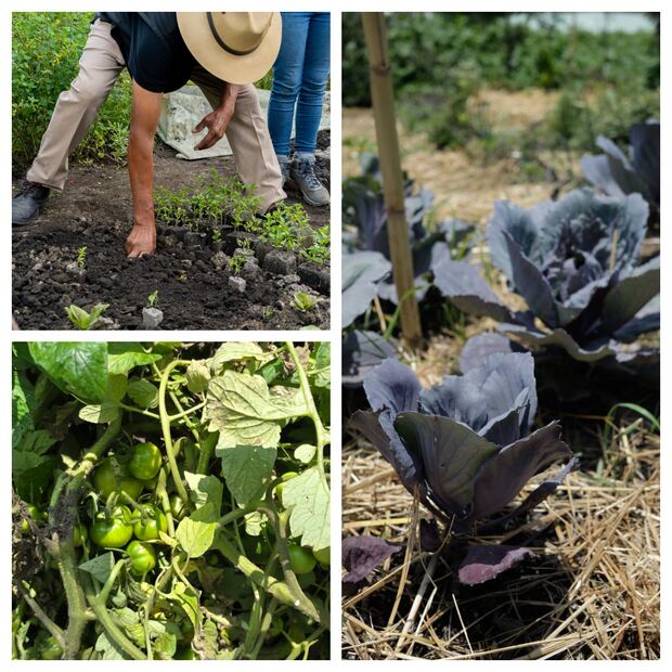 Agroecosistema donde crecen más de 25 tipos de hortalizas bajo prácticas agroecológicas libres de agroquímicos. Fotos: cortesía Fundación Kalmekak.