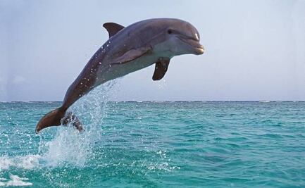 Localizan restos mutilados de un delfín en playa de Nueva Jersey; autoridades investigan caso