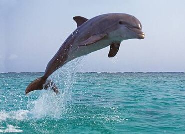 Localizan restos mutilados de un delfín en playa de Nueva Jersey; autoridades investigan caso