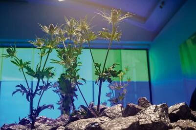 Arte, Inteligencia Artificial y realidad en Lago Algo