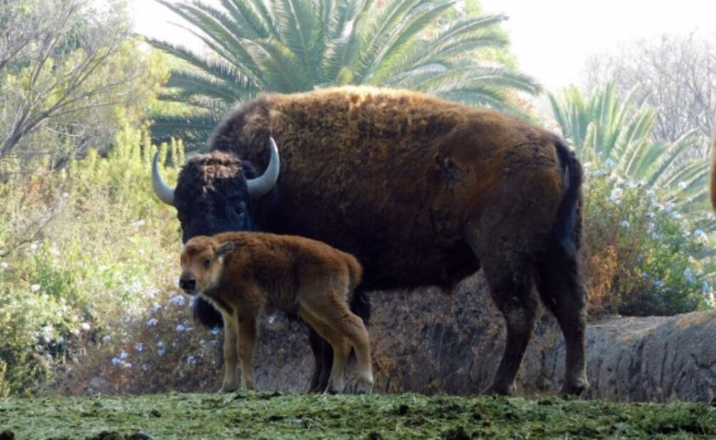 Destacan aumento del 26% en nacimientos de animales en zoológicos de la CDMX