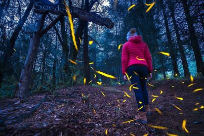 Cuánto cuesta ir al Santuario de Luciérnagas en Tlaxcala