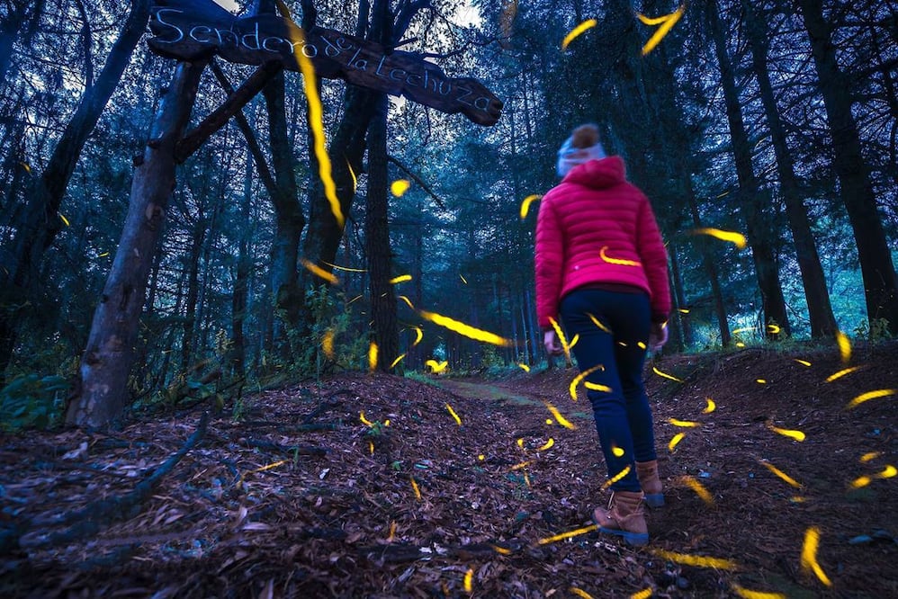 Foto: Canto del Bosque