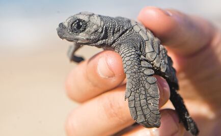 Liberan más de 61 mil crías de tortuga marina en 2017