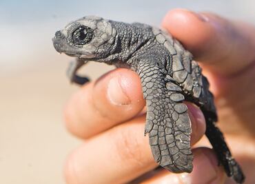 Liberan más de 61 mil crías de tortuga marina en 2017