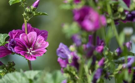 Disfruta los beneficios de la infusión de malva
