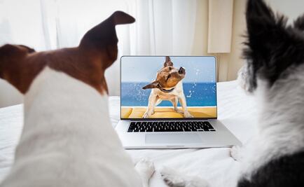 Seis creencias falsas sobre los animales