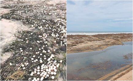 Daña tormenta Narda 4 millones de huevos en Oaxaca