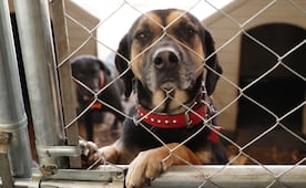 PJF determina que Gobierno de CDMX puede dar en adopción a perritos del Refugio Franciscano; “no es una sentencia firme”, dice asociación