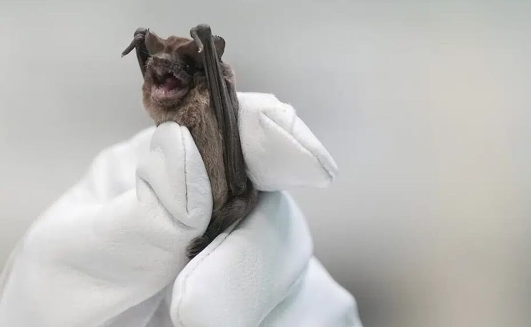 Mary Warwick, directora de vida silvestre en la Sociedad Protectora de los Animales en Houston, sostiene un murciélago de cola libre de México. Foto: AP